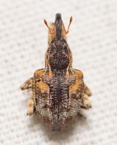 Conotrachelus anaglypticus by (c) Justin Williams, some rights reserved (CC BY), uploaded by Justin Williams. Used under a CC-BY license.