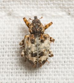 Conotrachelus by (c) Justin Williams, some rights reserved (CC BY), uploaded by Justin Williams. Used under a CC-BY license.