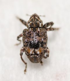 Conotrachelus nenuphar by (c) Justin Williams, some rights reserved (CC BY), uploaded by Justin Williams. Used under a CC-BY license.