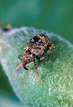 Conotrachelus nenuphar by (c) Clemson University, some rights reserved (CC BY). Used under a CC-BY license.