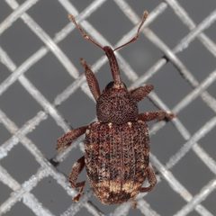 Conotrachelus posticatus by (c) Victor Engel, some rights reserved (CC BY), uploaded by Victor Engel. Used under a CC-BY license.