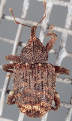Conotrachelus posticatus by (c) Victor Engel, some rights reserved (CC BY), uploaded by Victor Engel. Used under a CC-BY license.
