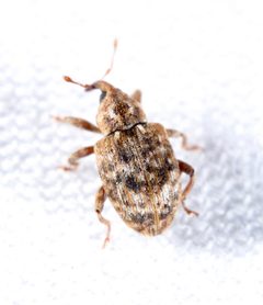Conotrachelus recessus by (c) Joshua Ebright, some rights reserved (CC BY), uploaded by Joshua Ebright. Used under a CC-BY license.