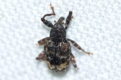 Conotrachelus schoofi by (c) Owen Strickland, some rights reserved (CC BY), uploaded by Owen Strickland. Used under a CC-BY license.