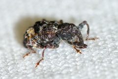 Conotrachelus schoofi by (c) Owen Strickland, some rights reserved (CC BY), uploaded by Owen Strickland. Used under a CC-BY license.