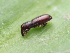 Dryotribini by (c) Saryu Mae 前 朝琉, some rights reserved (CC BY), uploaded by Saryu Mae 前 朝琉. Used under a CC-BY license.