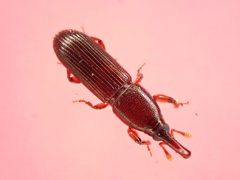 Cossoninae by (c) Saryu Mae 前 朝琉, some rights reserved (CC BY), uploaded by Saryu Mae 前 朝琉. Used under a CC-BY license.