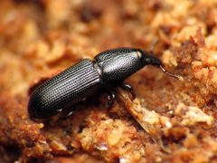 Cossonus by (c) Katja Schulz, some rights reserved (CC BY). Used under a CC-BY license.