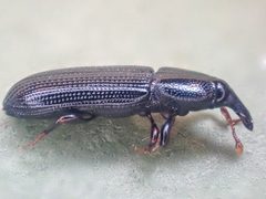 Cossonus pacificus by (c) Trevor Van Loon, some rights reserved (CC BY), uploaded by Trevor Van Loon. Used under a CC-BY license.