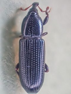 Cossonus pacificus by (c) Trevor Van Loon, some rights reserved (CC BY), uploaded by Trevor Van Loon. Used under a CC-BY license.