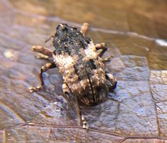 Cryptorhynchus fuscatus by no rights reserved, uploaded by Ken Kneidel. Used under a CC0 license.