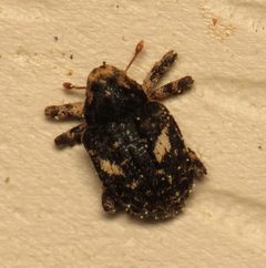 Eubulus bisignatus by (c) Nick Block, some rights reserved (CC BY), uploaded by Nick Block. Used under a CC-BY license.