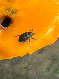 Sternochetus mangiferae by (c) Mike Musgrave, some rights reserved (CC BY), uploaded by Mike Musgrave. Used under a CC-BY license.