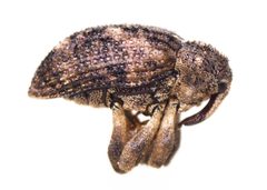 Sternochetus mangiferae by (c) Mike Bowie, some rights reserved (CC BY), uploaded by Mike Bowie. Used under a CC-BY license.
