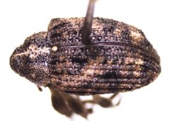 Sternochetus mangiferae by (c) Mike Bowie, some rights reserved (CC BY), uploaded by Mike Bowie. Used under a CC-BY license.