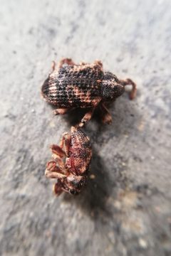 Sternochetus mangiferae by (c) Thilina Hettiarachchi, some rights reserved (CC BY), uploaded by Thilina Hettiarachchi. Used under a CC-BY license.
