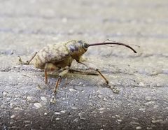 Curculio proboscideus by (c) Jennifer Harris, some rights reserved (CC BY), uploaded by Jennifer Harris. Used under a CC-BY license.