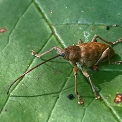 Curculio proboscideus by (c) Christopher Zacharias, some rights reserved (CC BY), uploaded by Christopher Zacharias. Used under a CC-BY license.