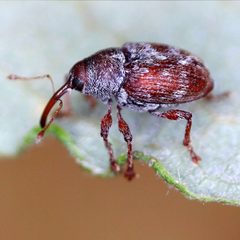 Curculio rubidus by (c) Barry Walter, some rights reserved (CC BY), uploaded by Barry Walter. Used under a CC-BY license.