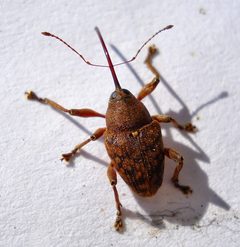 Curculio by (c) Mick Talbot, some rights reserved (CC BY). Used under a CC-BY license.