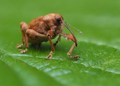 Curculio by (c) Frank Vassen, some rights reserved (CC BY). Used under a CC-BY license.