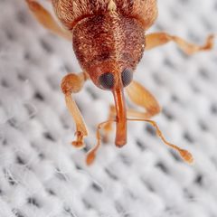 Lignyodes by (c) Victor Engel, some rights reserved (CC BY), uploaded by Victor Engel. Used under a CC-BY license.