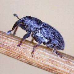 Tychius by (c) Barry Walter, some rights reserved (CC BY), uploaded by Barry Walter. Used under a CC-BY license.