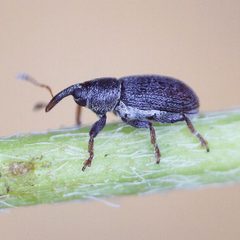 Tychius by (c) Barry Walter, some rights reserved (CC BY), uploaded by Barry Walter. Used under a CC-BY license.