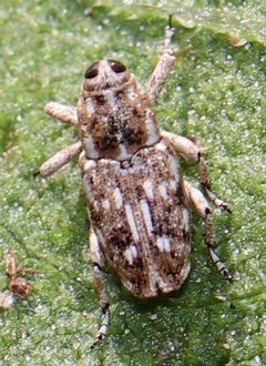 Cylindrocopturus adspersus by (c) Catherine C. Galley, some rights reserved (CC BY), uploaded by Catherine C. Galley. Used under a CC-BY license.