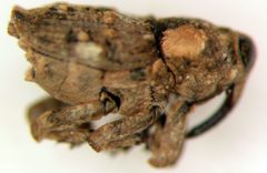 Cylindrocopturus mammillatus by (c) Jason Eckberg, some rights reserved (CC BY), uploaded by Jason Eckberg. Used under a CC-BY license.
