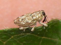 Cylindrocopturus nanulus by (c) Sam Kieschnick, some rights reserved (CC BY), uploaded by Sam Kieschnick. Used under a CC-BY license.