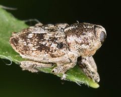 Cylindrocopturus nanulus by (c) skitterbug, some rights reserved (CC BY), uploaded by skitterbug. Used under a CC-BY license.