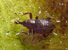 Cyrtobagous salviniae by (c) Robert Taylor, some rights reserved (CC BY), uploaded by Robert Taylor. Used under a CC-BY license.