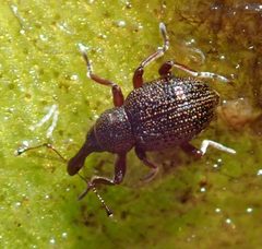 Cyrtobagous salviniae by (c) Robert Taylor, some rights reserved (CC BY), uploaded by Robert Taylor. Used under a CC-BY license.