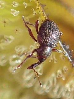 Cyrtobagous salviniae by (c) Robert Taylor, some rights reserved (CC BY), uploaded by Robert Taylor. Used under a CC-BY license.