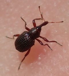 Cyrtobagous salviniae by (c) Robert Taylor, some rights reserved (CC BY), uploaded by Robert Taylor. Used under a CC-BY license.