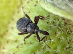 Cyrtobagous salviniae by (c) Robert Taylor, some rights reserved (CC BY), uploaded by Robert Taylor. Used under a CC-BY license.