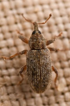 Dorytomus hystricula by (c) Trevor Van Loon, some rights reserved (CC BY), uploaded by Trevor Van Loon. Used under a CC-BY license.