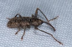 Dorytomus inaequalis by (c) Don Loarie, some rights reserved (CC BY), uploaded by Don Loarie. Used under a CC-BY license.