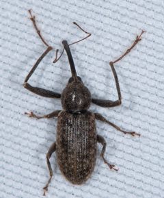 Dorytomus inaequalis by (c) Don Loarie, some rights reserved (CC BY), uploaded by Don Loarie. Used under a CC-BY license.