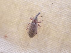 Dorytomus leucophyllus by no rights reserved, uploaded by Ellyne Geurts. Used under a CC0 license.