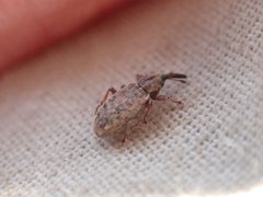 Dorytomus leucophyllus by no rights reserved, uploaded by Ellyne Geurts. Used under a CC0 license.
