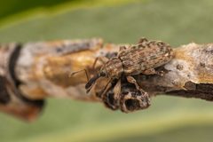 Dorytomus leucophyllus by (c) Jason Headley, some rights reserved (CC BY), uploaded by Jason Headley. Used under a CC-BY license.