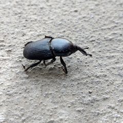 Dryophthorinae by (c) rociojgo, some rights reserved (CC BY), uploaded by rociojgo. Used under a CC-BY license.