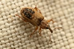 Ellescus ephippiatus by (c) Trevor Van Loon, some rights reserved (CC BY), uploaded by Trevor Van Loon. Used under a CC-BY license.