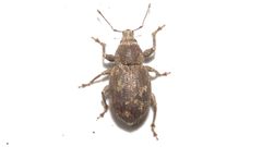 Anametis granulata by (c) Dan MacNeal, some rights reserved (CC BY), uploaded by Dan MacNeal. Used under a CC-BY license.