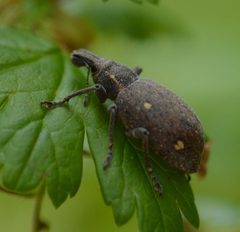 Trichalophus brunneus by (c) David Anderson, some rights reserved (CC BY), uploaded by David Anderson. Used under a CC-BY license.