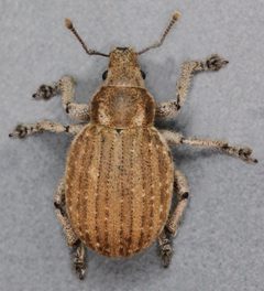 Philopedon by (c) Janet Graham, some rights reserved (CC BY). Used under a CC-BY license.
