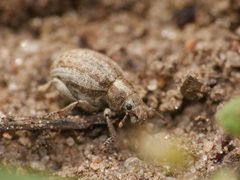 Philopedon plagiatum by (c) Alexis Tinker-Tsavalas, some rights reserved (CC BY), uploaded by Alexis Tinker-Tsavalas. Used under a CC-BY license.