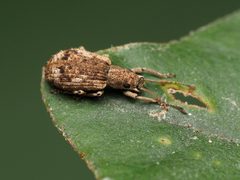 Pseudoedophrys hilleri by (c) Katja Schulz, some rights reserved (CC BY), uploaded by Katja Schulz. Used under a CC-BY license.